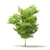 American Hornbeam 3D Model 4.6m (10910) - Image 7