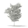 American Hornbeam 3D Model 4.6m (10910) - Image 8