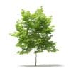 Trees 3D Models Collection - Volume 109 - Image 11