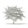 Scotch Elm 3D Model 4m (10911) - Image 2