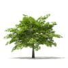Scotch Elm 3D Model 4m (10911) - Image 3