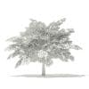 Scotch Elm 3D Model 4m (10911) - Image 4