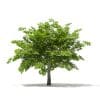 Scotch Elm 3D Model 4m (10911) - Image 5