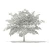 Scotch Elm 3D Model 4m (10911) - Image 6