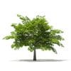 Scotch Elm 3D Model 4m (10911) - Image 7