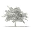 Scotch Elm 3D Model 4m (10911) - Image 8