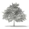 Scotch Elm 3D Model 6.8m (10912) - Image 2
