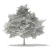 Scotch Elm 3D Model 6.8m (10912) - Image 4