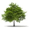 Scotch Elm 3D Model 6.8m (10912) - Image 5