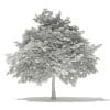 Scotch Elm 3D Model 6.8m (10912) - Image 6