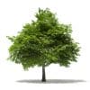 Scotch Elm 3D Model 6.8m (10912) - Image 7