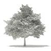 Scotch Elm 3D Model 6.8m (10912) - Image 8