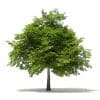 Trees 3D Models Collection - Volume 109 - Image 13