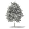 Scotch Elm 3D Model 11.6m (10913) - Image 2