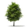 Scotch Elm 3D Model 11.6m (10913) - Image 3