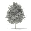 Scotch Elm 3D Model 11.6m (10913) - Image 4