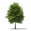 Scotch Elm 3D Model 11.6m (10913) - Image 5