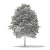 Scotch Elm 3D Model 11.6m (10913) - Image 6
