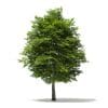Scotch Elm 3D Model 11.6m (10913) - Image 7