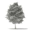Scotch Elm 3D Model 11.6m (10913) - Image 8