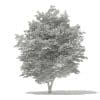 Scotch Elm 3D Model 9m (10914) - Image 2