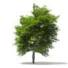 Scotch Elm 3D Model 9m (10914) - Image 3