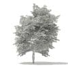 Scotch Elm 3D Model 9m (10914) - Image 4