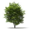 Scotch Elm 3D Model 9m (10914) - Image 5