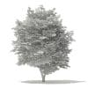 Scotch Elm 3D Model 9m (10914) - Image 6