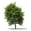 Scotch Elm 3D Model 9m (10914) - Image 7