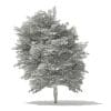 Scotch Elm 3D Model 9m (10914) - Image 8