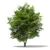 Trees 3D Models Collection - Volume 109 - Image 15