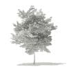 Scotch Elm 3D Model 6.8m (10915) - Image 2