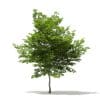 Scotch Elm 3D Model 6.8m (10915) - Image 3