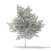 Scotch Elm 3D Model 6.8m (10915) - Image 4