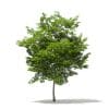 Scotch Elm 3D Model 6.8m (10915) - Image 5