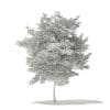 Scotch Elm 3D Model 6.8m (10915) - Image 6