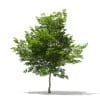 Scotch Elm 3D Model 6.8m (10915) - Image 7
