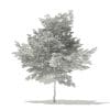 Scotch Elm 3D Model 6.8m (10915) - Image 8