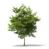 Trees 3D Models Collection - Volume 109 - Image 16