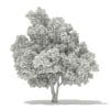 Champion Oak 3D Model 10.5m (10916) - Image 2