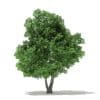 Champion Oak 3D Model 10.5m (10916) - Image 3
