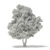 Champion Oak 3D Model 10.5m (10916) - Image 4