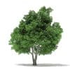 Champion Oak 3D Model 10.5m (10916) - Image 5
