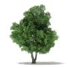 Champion Oak 3D Model 10.5m (10916) - Image 7