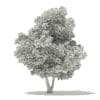 Champion Oak 3D Model 10.5m (10916) - Image 8