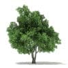 Trees 3D Models Collection - Volume 109 - Image 17