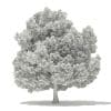 Champion Oak 3D Model 19m (10917) - Image 2