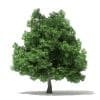 Champion Oak 3D Model 19m (10917) - Image 3