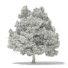 Champion Oak 3D Model 19m (10917) - Image 4